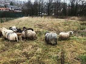 Schafe am Regenrückhaltebecken