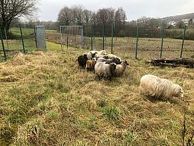 Schafe am Regenrückhaltebecken