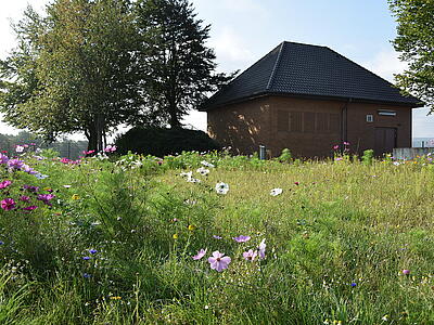 Inmitten einer Blühwiese liegt das Wasserwerk Dahlinghausen, ein Klinkerbau mit Walmdach neben einer Baumgruppe.